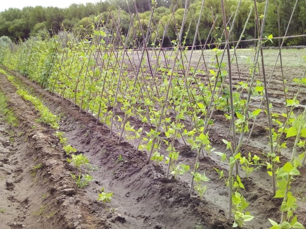 Surcos plantados con riego por goteo