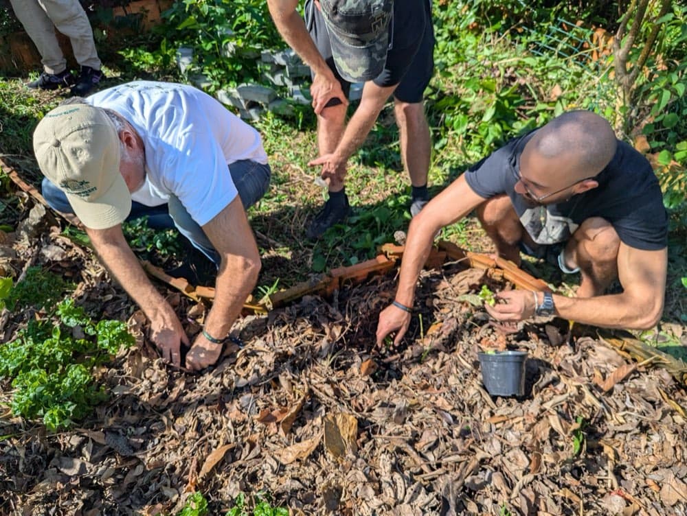 Manos plantando en un canteros de agroforestación
