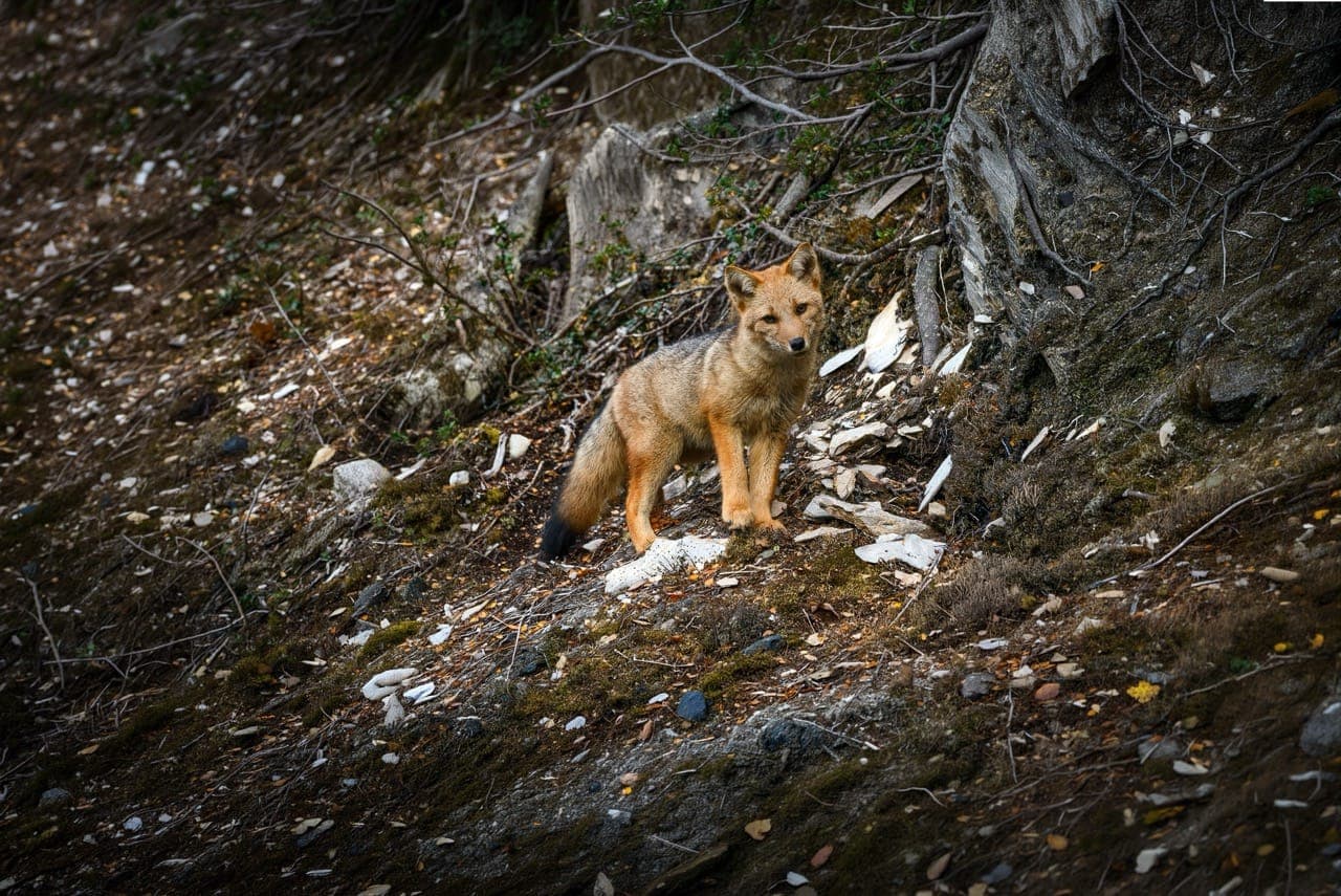 A fox among the vegetation of the Andean-Patagonian forest