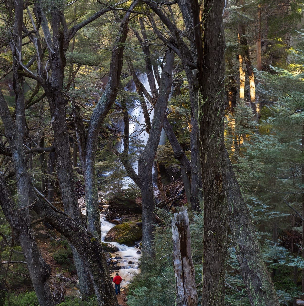 Forest on the property, trunks and water running between them