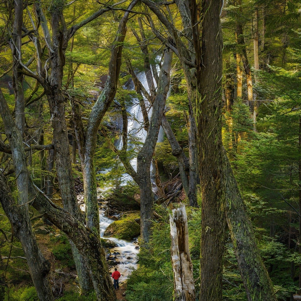 Native forest inside the property, with water running between the trees