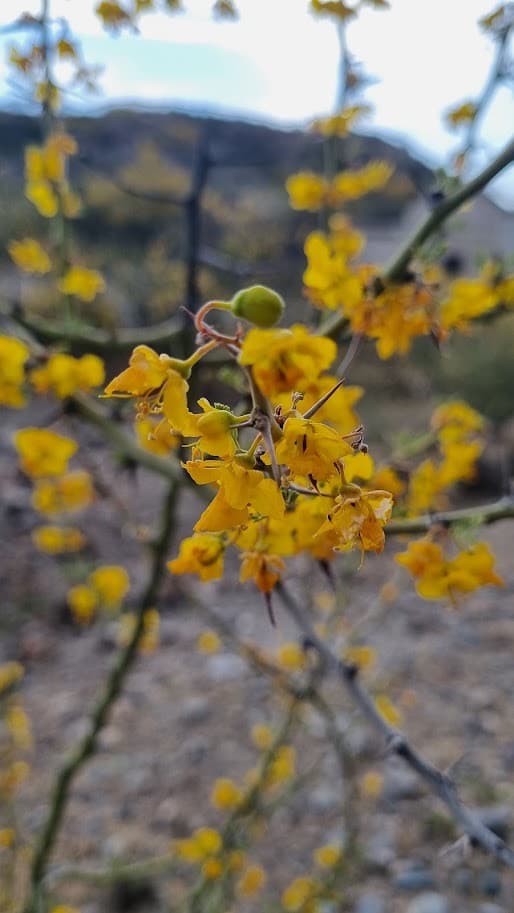 Flores amarillas de una chilca en primer plano