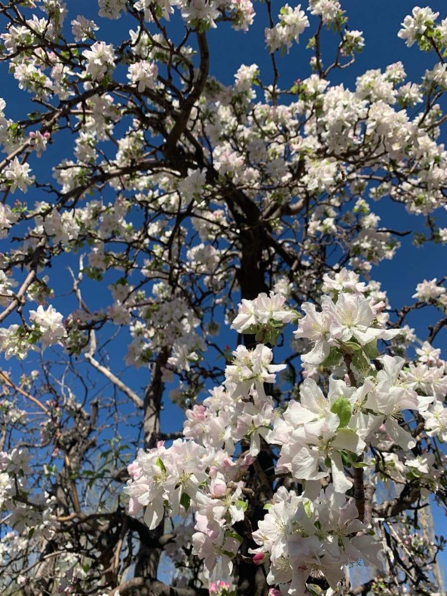 Un frutal en flor contra el cielo