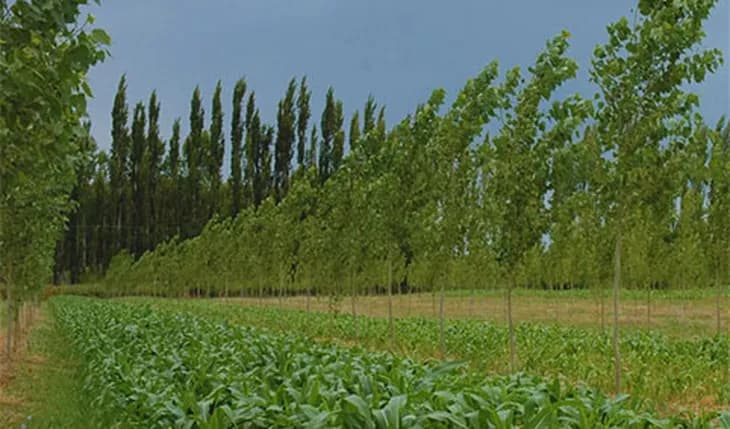 Hilera de álamos jóvenes sobre un cultivo bajo, en una chacra del valle
