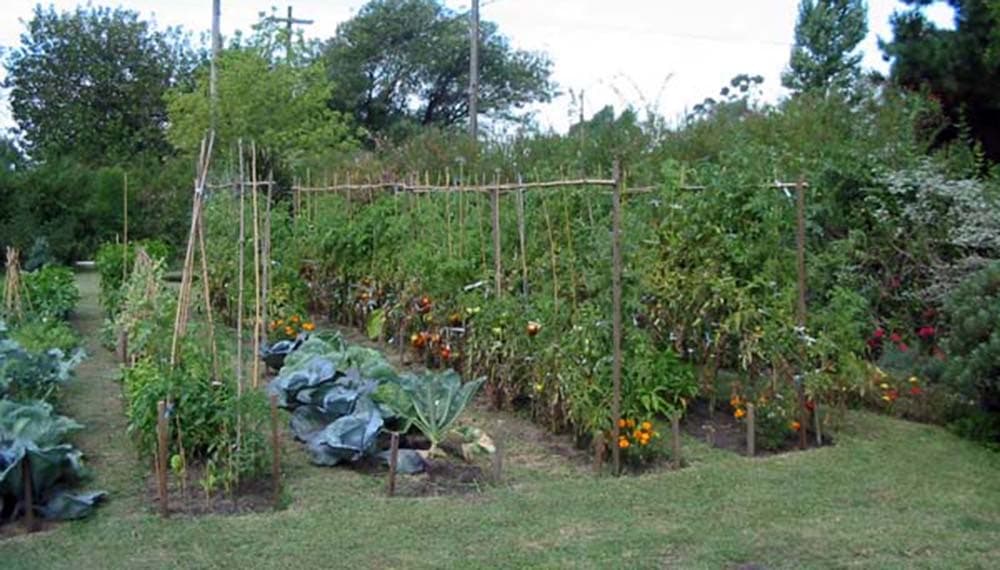 Huerta con tomates entutorados, coles y flores entre los surcos