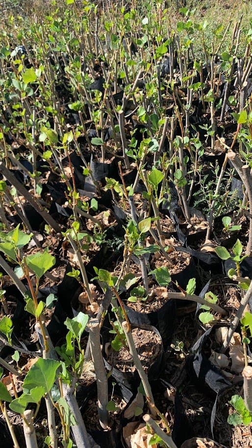 Plantines de árboles en maceta, alineados en el vivero